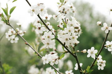 Blooming cherry