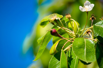 Pear fruit growing.