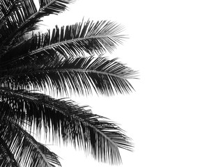 coconut palm leaf silhouette on white background