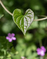 Cuore verde speranza