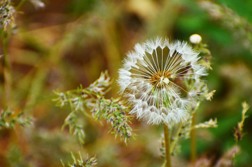 Close-up dandelion in green grass, photo
