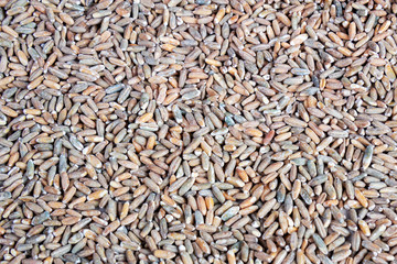 Texture of raw unpeeled oats closeup. View from above