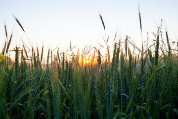 sun rising in wheat field