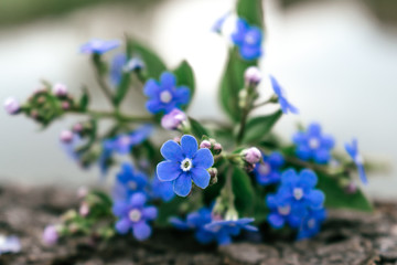 Flowers forget-me-nots close up on the bark of a tree.Selective focus with shallow depth of field
