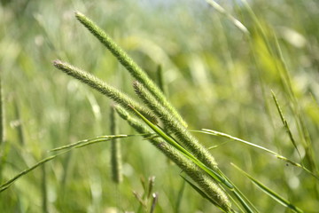 Saint Petersburg, Russia. June, 26,2015. Stems, inflorescences and ears of meadow grasses bent from the wind against the background of a fresh green meadow