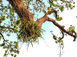 branches of a tree