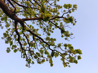 tree branches against blue sky