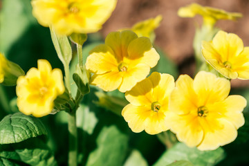 Obraz na płótnie Canvas Yellow primrose flowers close up.Selective focus