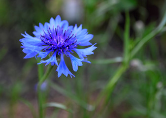 Blue flower - cornflower