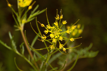 Descurainia Sophia close-up. Common names include flixweed, herb-Sophia and tansy mustard.