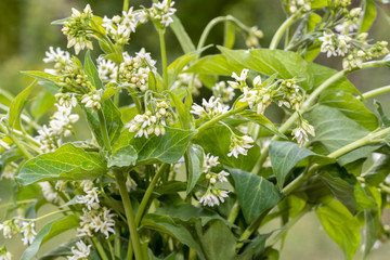 White swallow-wort ( Vincetoxicum hirundinaria).