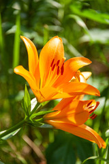 Obraz premium ゆり