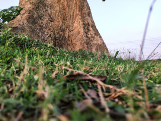 grass near root of a big tree