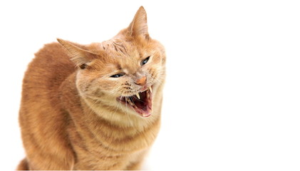 The red cat opened his mouth. Cat's teeth. Yawning cat.