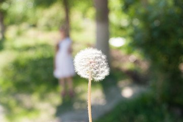 dandelion close-up on the background of greenery. Silhouette of a girl in the background