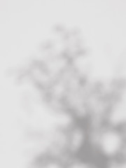 abstract shadow of tree on a white wall background