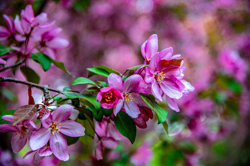 Begonia flowers in spring