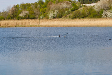 Forest lake in sunny weather. Dry reed, reed. Thickets of lakes. Ducks on the lake