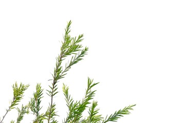 Tropical plant with leaves branches on white isolated background for green foliage backdrop and copy space 