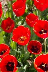 Bright red tulips on flowerbed in may garden