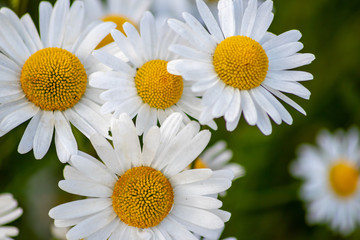 Fototapeta premium Blühende Margeriten (Leucanthemum) auf der Blumenwiese zeigt Frühling in voller Blüte mit weißen Blüten und gelben Blütenpollenstempeln als Bienenweide für leckeren Honig als Muttertagsgeschenk