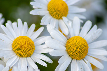 Blühende Margeriten (Leucanthemum) auf der Blumenwiese zeigt Frühling in voller Blüte mit...