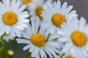 Bl&uuml;hende Margeriten (Leucanthemum) auf der Blumenwiese zeigt Fr&uuml;hling in voller Bl&uuml;te mit wei&szlig;en Bl&uuml;ten und gelben Bl&uuml;tenpollenstempeln als Bienenweide f&uuml;r leckeren Honig als Muttertagsgeschenk