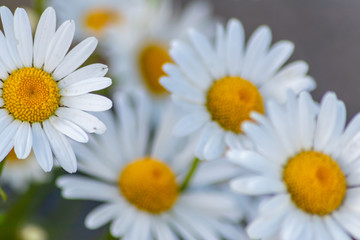 Obraz premium Blühende Margeriten (Leucanthemum) auf der Blumenwiese zeigt Frühling in voller Blüte mit weißen Blüten und gelben Blütenpollenstempeln als Bienenweide für leckeren Honig als Muttertagsgeschenk