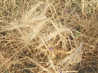 wheat ear