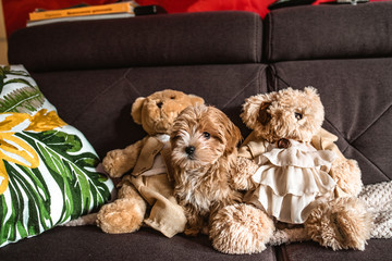 Cute dog © Exploder
