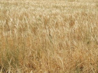 golden wheat field