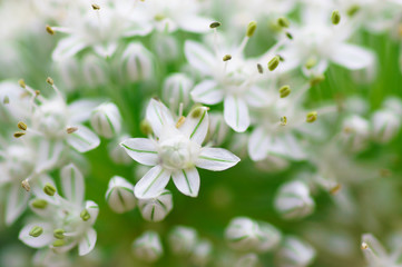 Branches of blossoming apricot macro