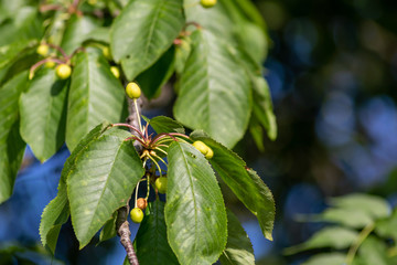Unreife und noch grüne Kirschen hängen an einem Kirschbaum einer Obstplantage in Bio-Qualität und natürlichem Anbau ökologisch nachhaltig ohne Pestizide bis zum Pflücken der reifen Früchte