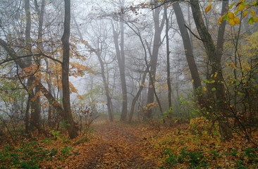 autumn forest with misty morning