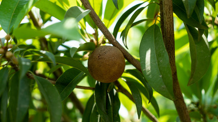 Indian naseberry on the Tree