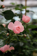Spring outdoor blooming full bloom rose closeup，Rosa cultivars Floribunda