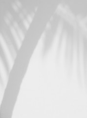 abstract shadow of palm tree with leaf on white wall background