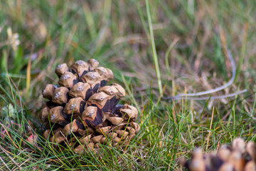 Reife Kiefernzapfen von Kiefernbaum, Fichte oder Tanne zeigt Samen im offenen Zapfen und fällt im Herbst und Winter von den Nadelbäumen als schönes Sammelobjekt zum weihnachtlichen Basteln mit Kindern