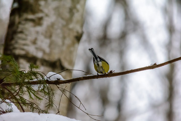 Forest birds live near the feeders in winter