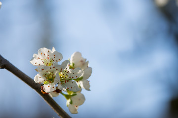 Beautiful Close-up of the White Cerry Blossom,