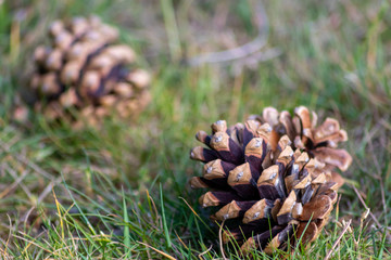 Reife Kiefernzapfen von Kiefernbaum, Fichte oder Tanne zeigt Samen im offenen Zapfen und fällt im...