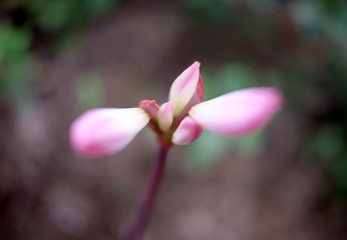 Fototapeta premium Pink flower buds in perspective with very soft and blurred background.