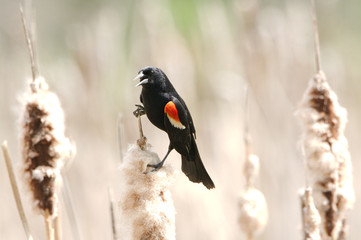 Red Winged Black bird on a Bullrush