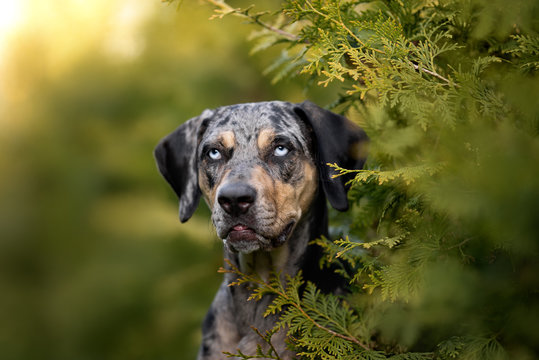 catahoula leopard dog portrait outdoors in summer