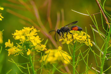 beautiful wasp eats nectar of yellow flowers