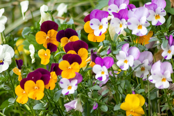 Farbenfrohe Stiefmütterchen oder violette Veilchen im Frühling wecken Frühlingsgefühle und sind...