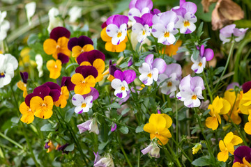 Farbenfrohe Stiefmütterchen oder violette Veilchen im Frühling wecken Frühlingsgefühle und sind ein prächtiger Blumenzauber im Garten mit gelb, pink, rosa und violett als bunte Blüten