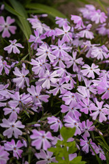 Periwinkle violet flowerbed  