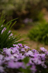 Periwinkle flowerbed purple flowers in the garden