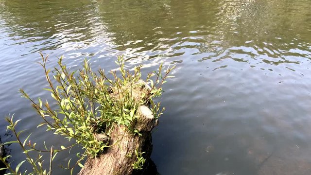 Tree stump with new growth and water veiw epping forest london